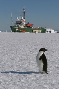 2006 Pinguin met Arctic Sunrise